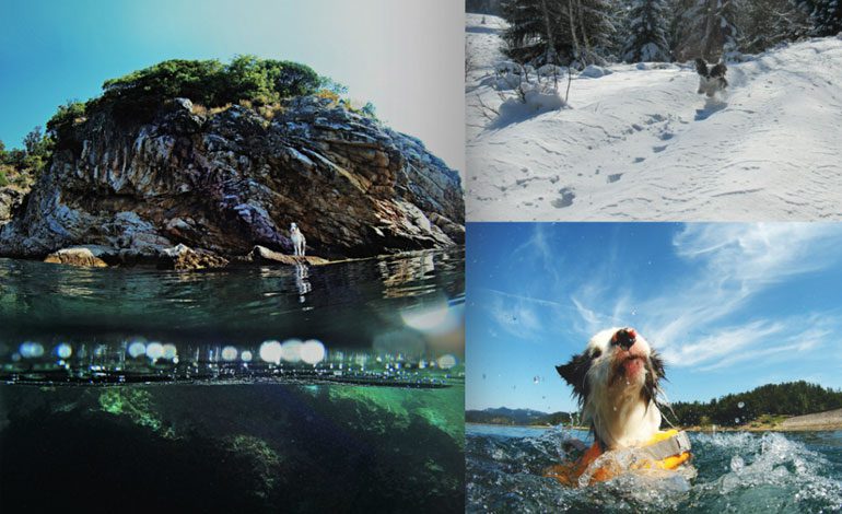  Novi vodič za vlasnike pasa „Šapicama po Primorsko-goranskoj županiji”