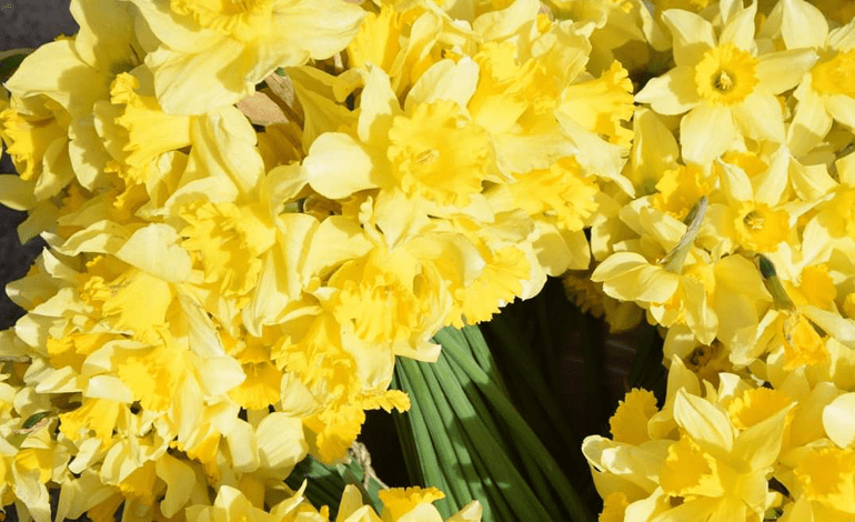  Dan narcisa 26.03.2022.