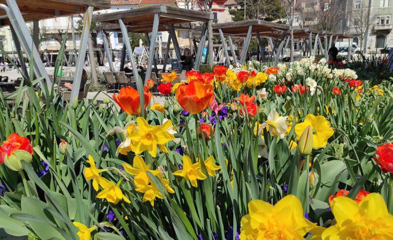  Rascvjetana crikvenička dobrodošlica proljeću