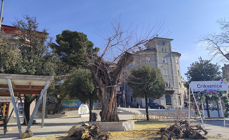  Orezivanje murve na Trgu Stjepana Radića u Crikvenici