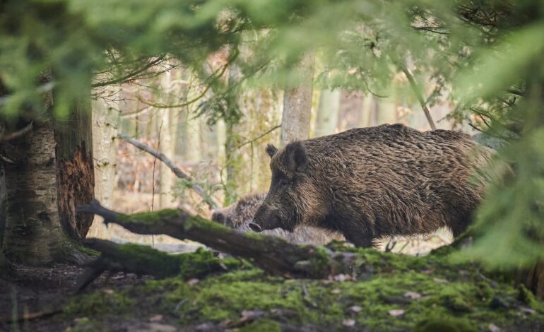 Pojačane aktivnosti lovaca radi udaljavanja divljači s ne lovnih područja