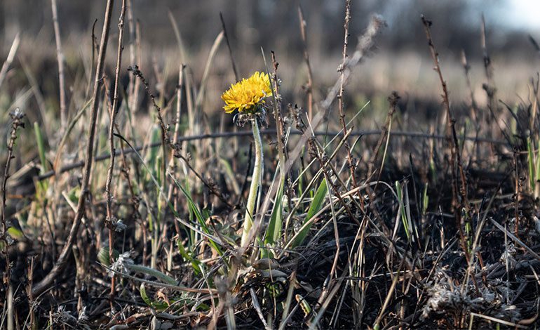 Sanacija opožarenog područja Bok ispod Kotora